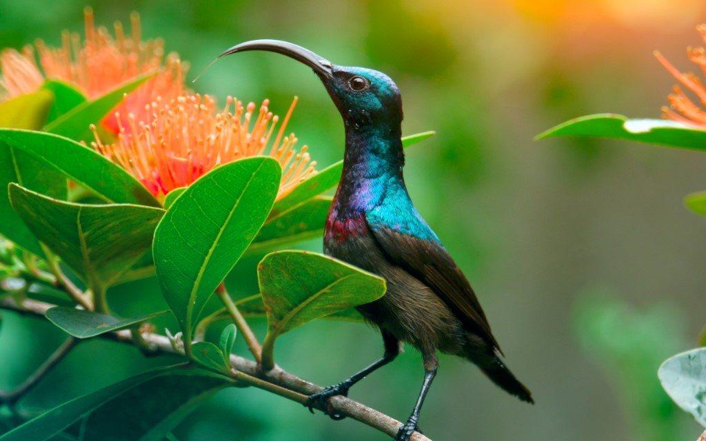 Long-billed Sunbird